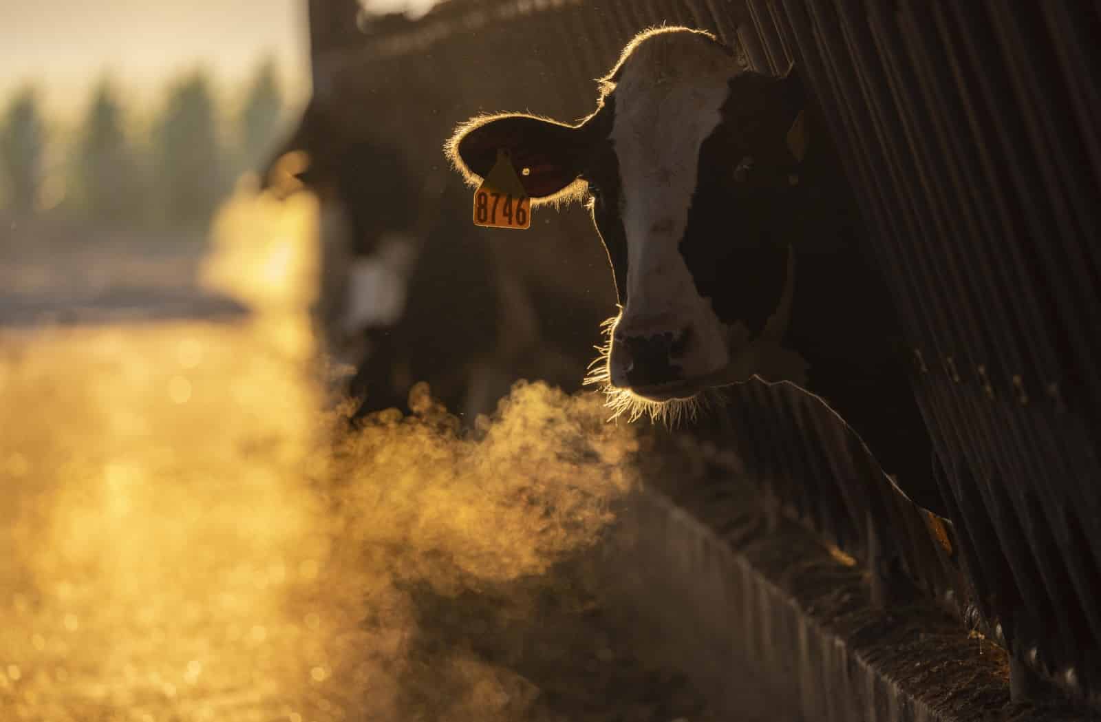 A state Environment Department effort to more stringently manage how large livestock operations manage and spread manure faltered under pressure from the Michigan Farm Bureau. Photo © J. Carl Ganter/ Circle of Blue